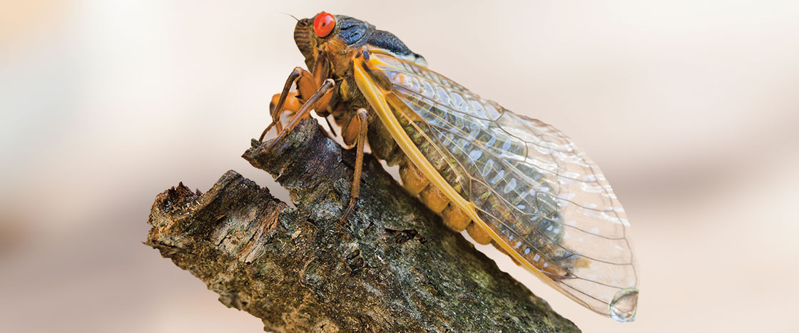 a big, winged bug on a log