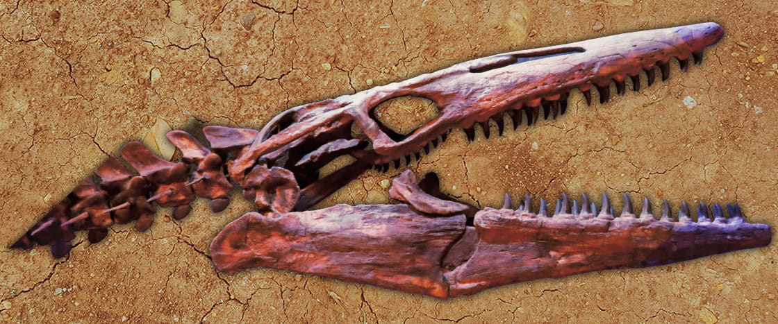 Image of a fossil dinosaur head