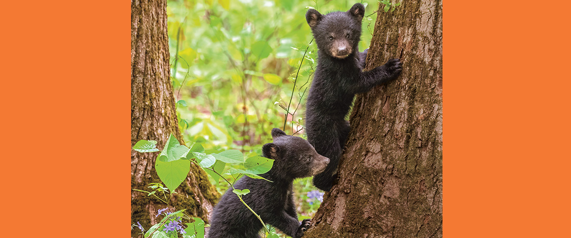 Photo of two baby bear cubs climbing a tree